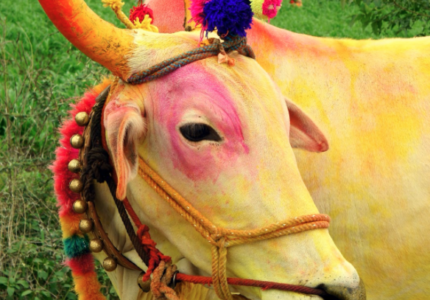 The Benefits Of Cow’s Milk ~ An Ayurvedic Perspective