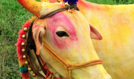 The Benefits Of Cow’s Milk ~ An Ayurvedic Perspective