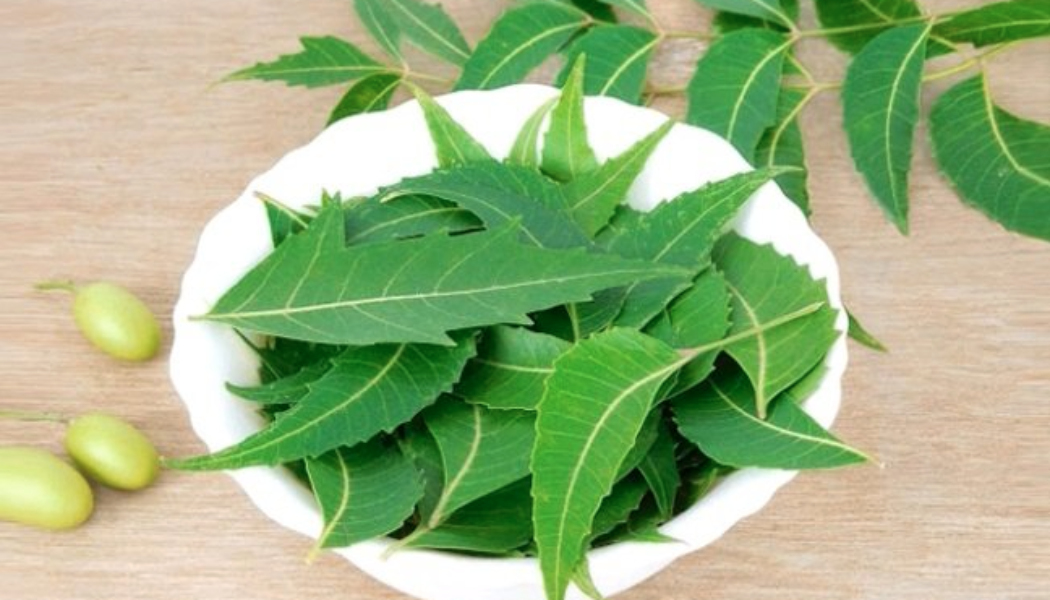 Neem – A Powerful Purifying and Detoxifying Herb