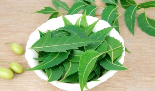 Neem – A Powerful Purifying and Detoxifying Herb