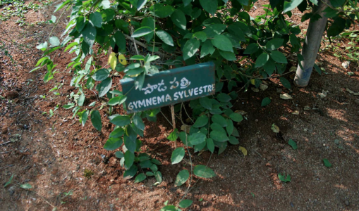 Gurmar – The Sugar Destroyer