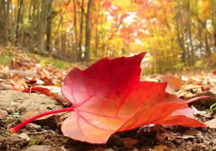 5 Ayurveda Tips For Transitioning Into Fall Season