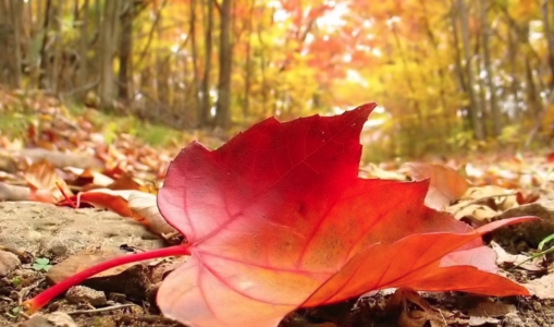 5 Ayurveda Tips For Transitioning Into Fall Season
