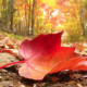 5 Ayurveda Tips For Transitioning Into Fall Season