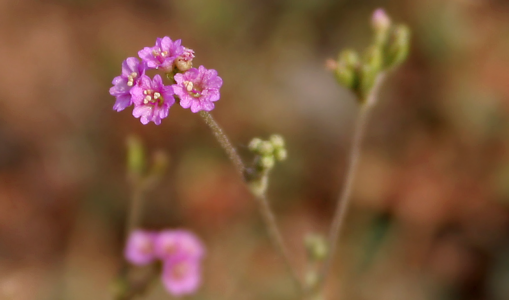 Punarnava – The Renewing Ayurvedic Herb