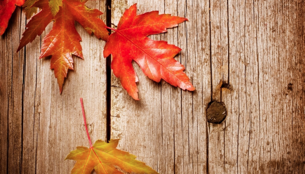 Seasonal Guide For Autumn – An Ayurvedic Perspective