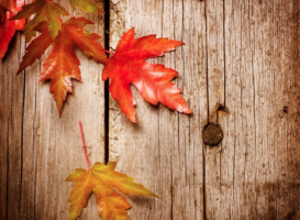 Seasonal Guide For Autumn – An Ayurvedic Perspective