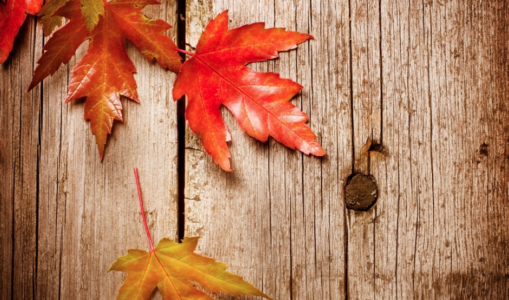 Seasonal Guide For Autumn – An Ayurvedic Perspective