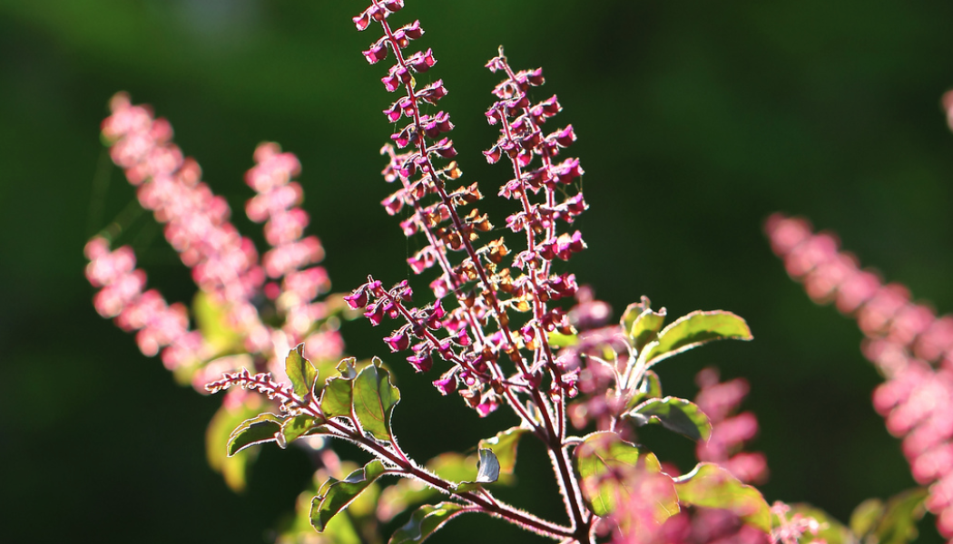 10 Health Benefits Of Tulsi [“Holy Basil”] – The Holiest Of All Plants!!