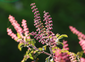 10 Health Benefits Of Tulsi [“Holy Basil”] – The Holiest Of All Plants!!