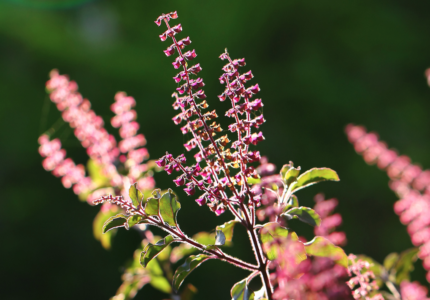 10 Health Benefits Of Tulsi [“Holy Basil”] – The Holiest Of All Plants!!