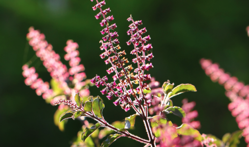 10 Health Benefits Of Tulsi [“Holy Basil”] – The Holiest Of All Plants!!