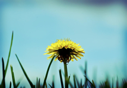 Don’t spray that! It’s Medicine! [Dandelions]